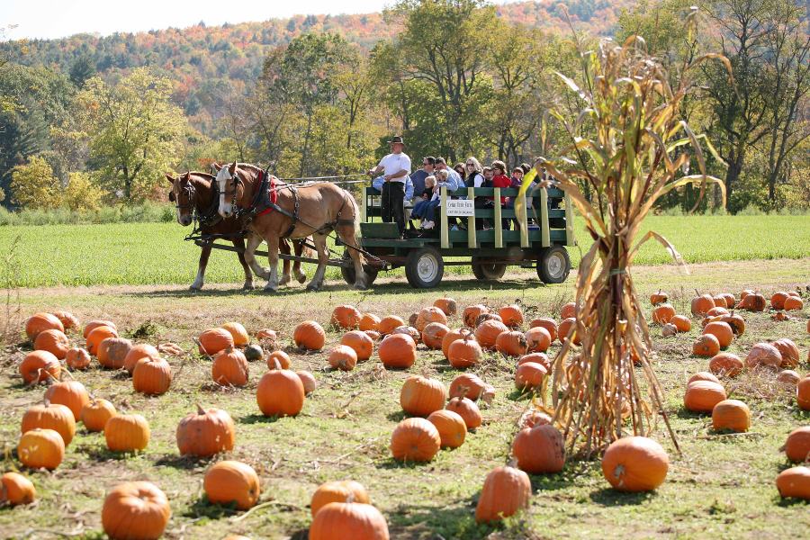 Horsedrawn wagon rides to the pumpkin patch at Cedar Circle Farm in E. Thetford