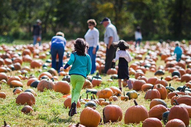 Families in the pumpkin patch at Cedar Circle Farm in East Thetford VT