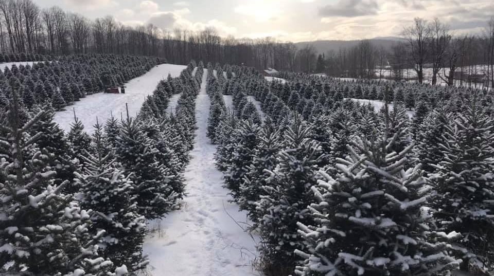 Christmas tree farm at Maple Hill Farm Barton Vermont 