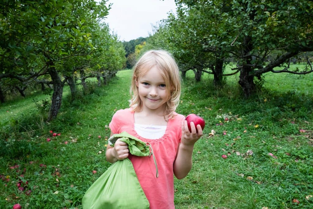 Little girl picking apples at Scott Farm Orchard