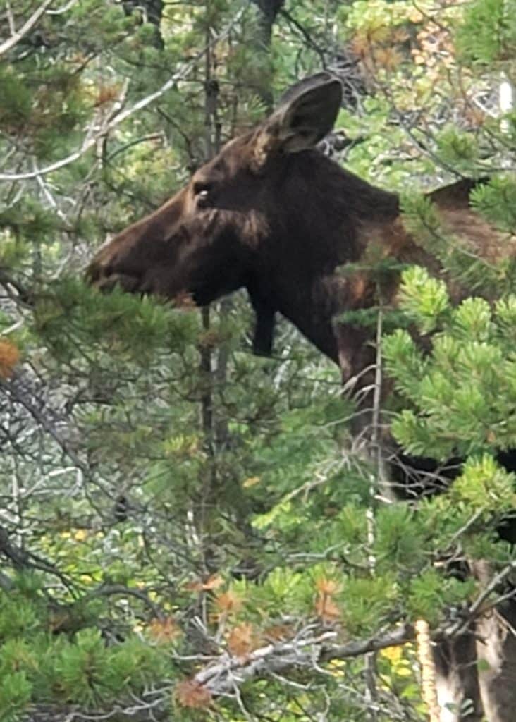 Moose at Glacier National Park
