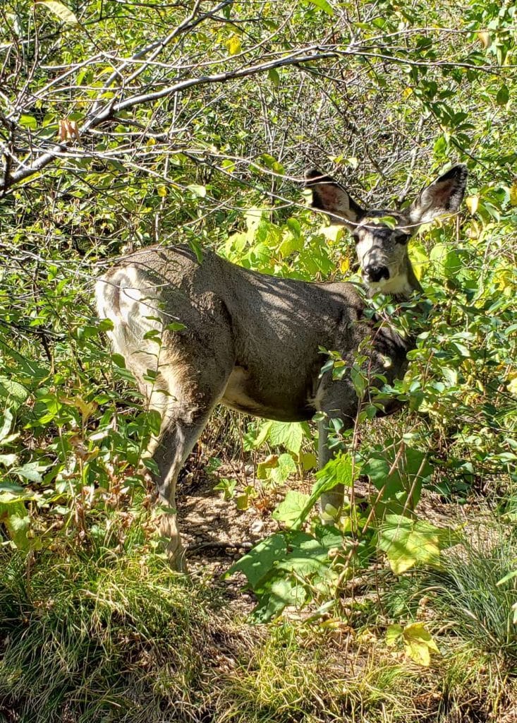 Mule deer at Glacier National Park